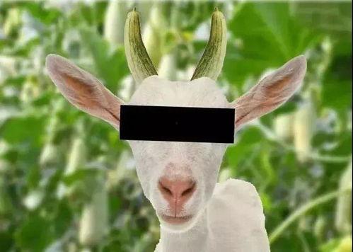 羊了羊娱乐吃瓜,揭秘娱乐圈吃瓜背后的真相